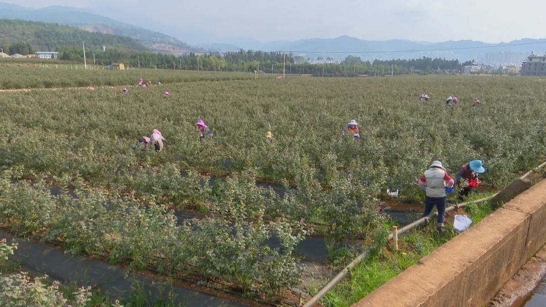 二月踏青季澄江今年的头茬儿蓝莓熟啦约吗