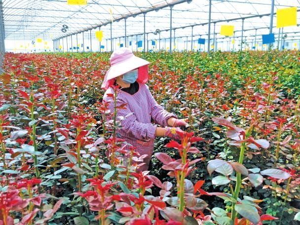 企业牵头 农户种植江川玫瑰花走俏市场