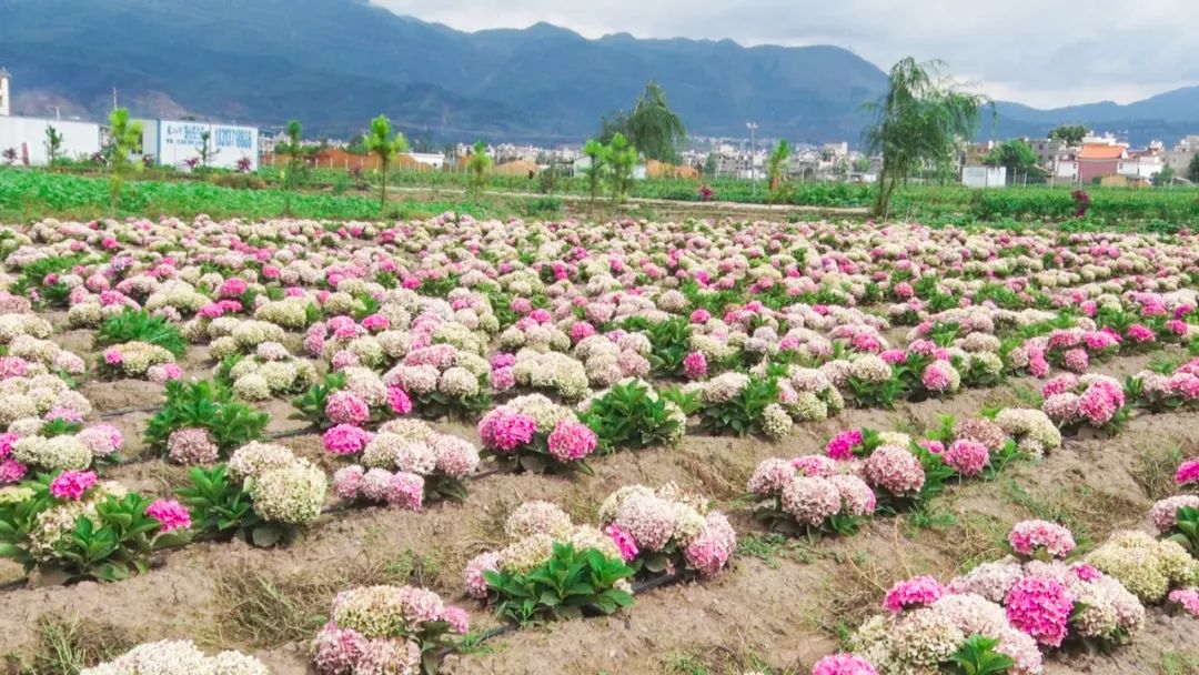 澄江绣球花开了_山水澄江_玉溪频道_云南网