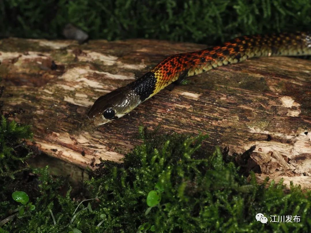 蛇是两栖类爬行动物吗 00304241757_70b5cfe2.jpg