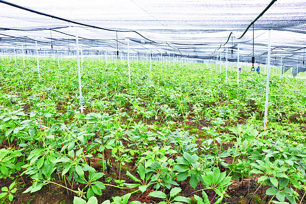 访玉龙县鲁甸乡滇重楼种植基地