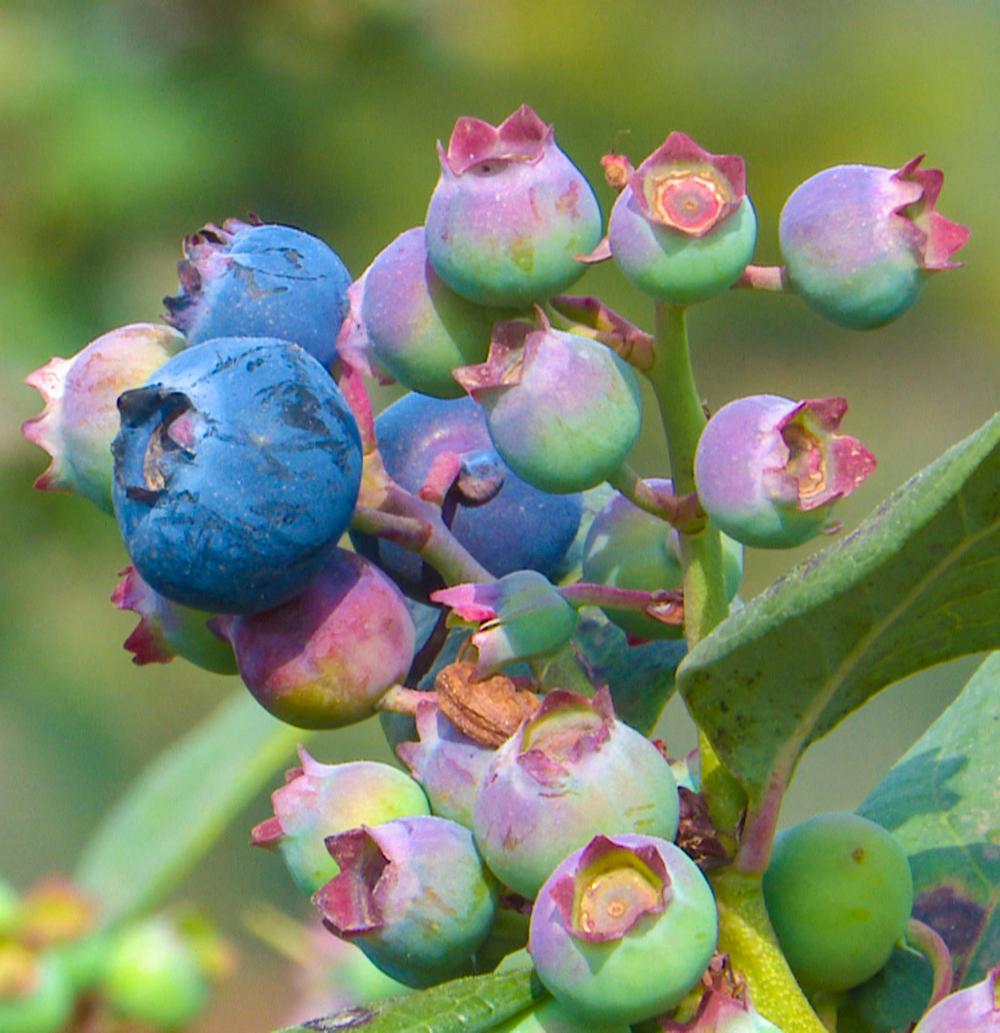 在澄江高西社区的蓝莓基地,一排排绿油油的蓝莓植株长势旺盛,灌木枝条