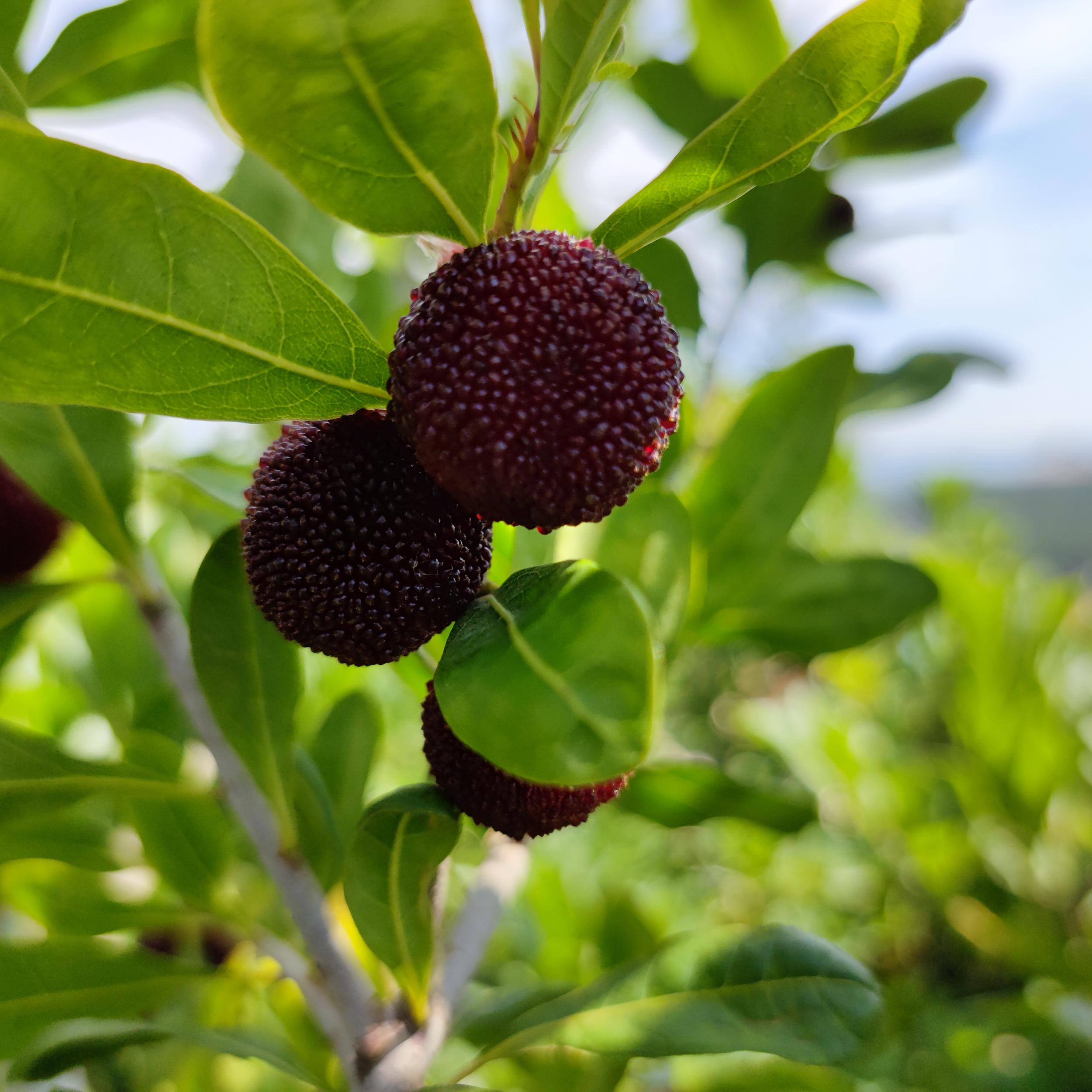 组图丨这个夏天让杨梅在味蕾中爆炸吧